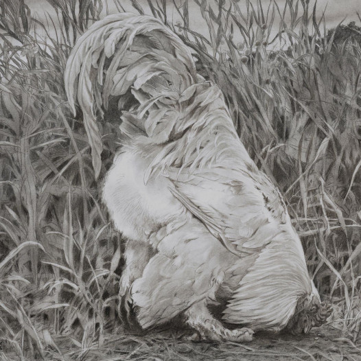 Hahn, 2023, Kohle auf Papier, 70 x 88 cm