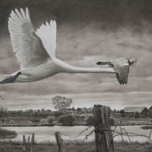 Schwan und Taube, 160 x 230 cm, Kohle auf  Papier