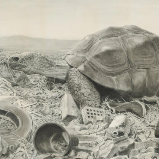 Schildkröte, 144,5 x 272 cm, Kohle auf Papier