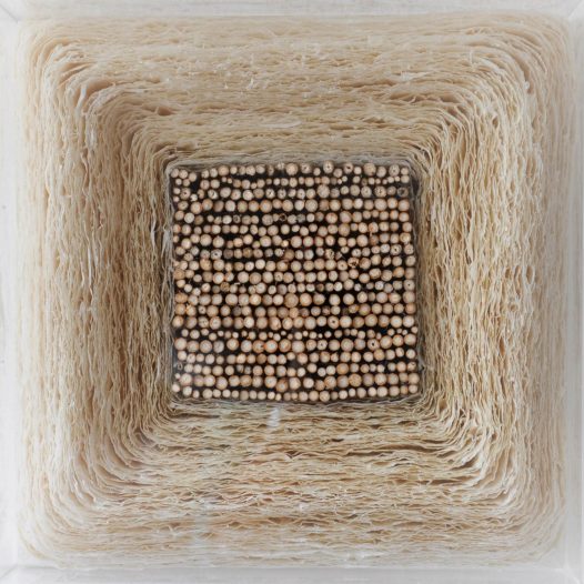 Pflanzung, 2013, Papier, Holz im Objektkasten, 40 x 40 x 12 cm, € 1.800,-  inkl. Rahmen